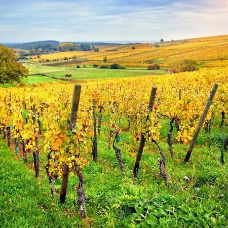 Appartement Cosy - Centre De Barr - Route Des Vins ภายนอก รูปภาพ