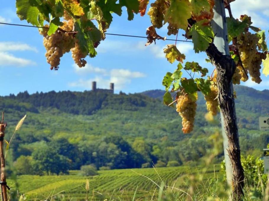 Appartement Cosy - Centre De Barr - Route Des Vins ภายนอก รูปภาพ