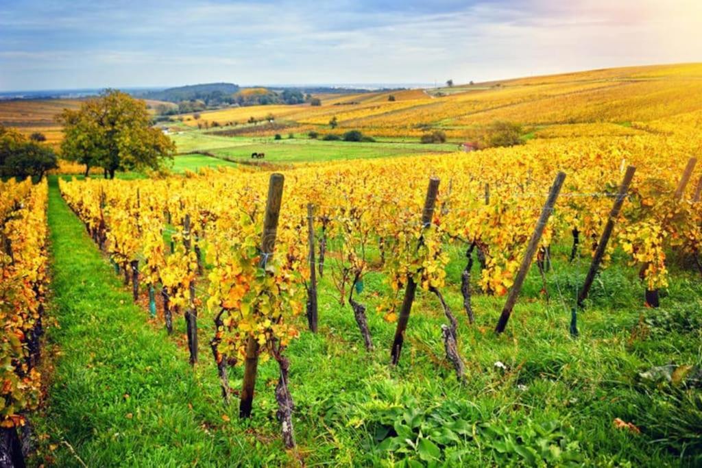 Appartement Cosy - Centre De Barr - Route Des Vins ภายนอก รูปภาพ